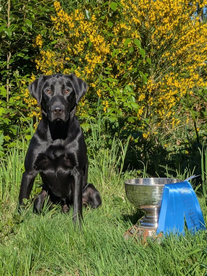Dog Photo