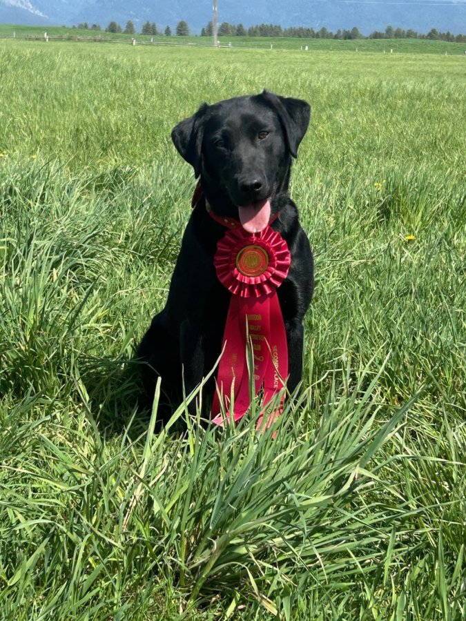 Dog Photo