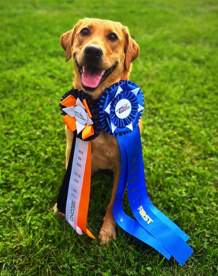 Dog Photo