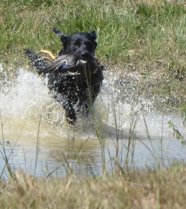 Dog Photo
