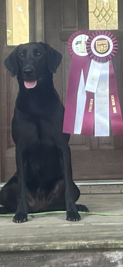 Dog Photo