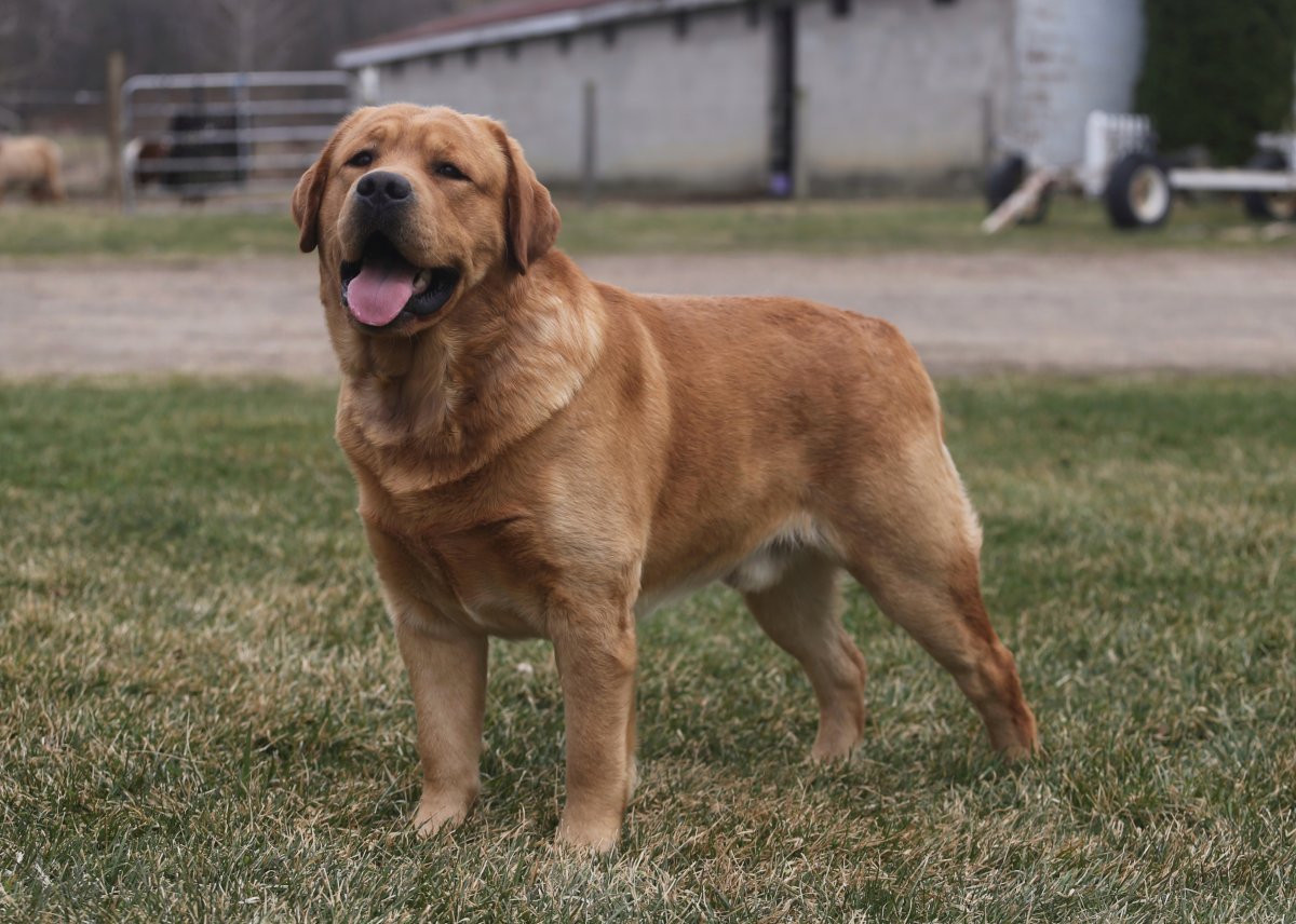 Dog Photo