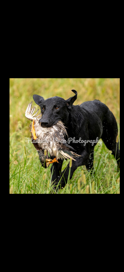 Dog Photo
