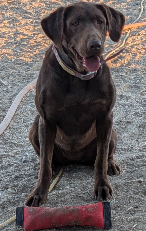 Dog Photo