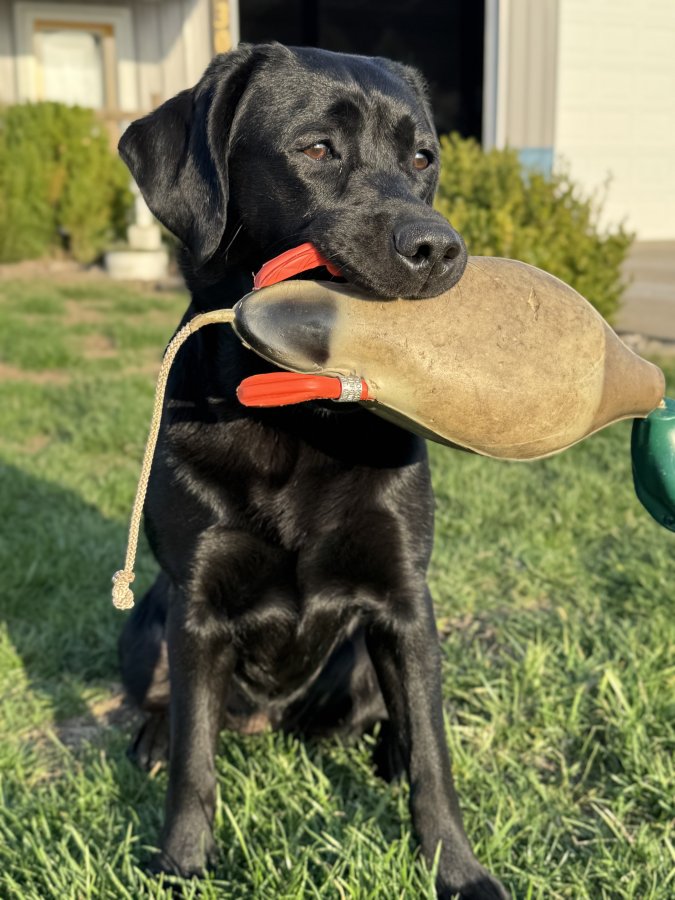 Dog Photo