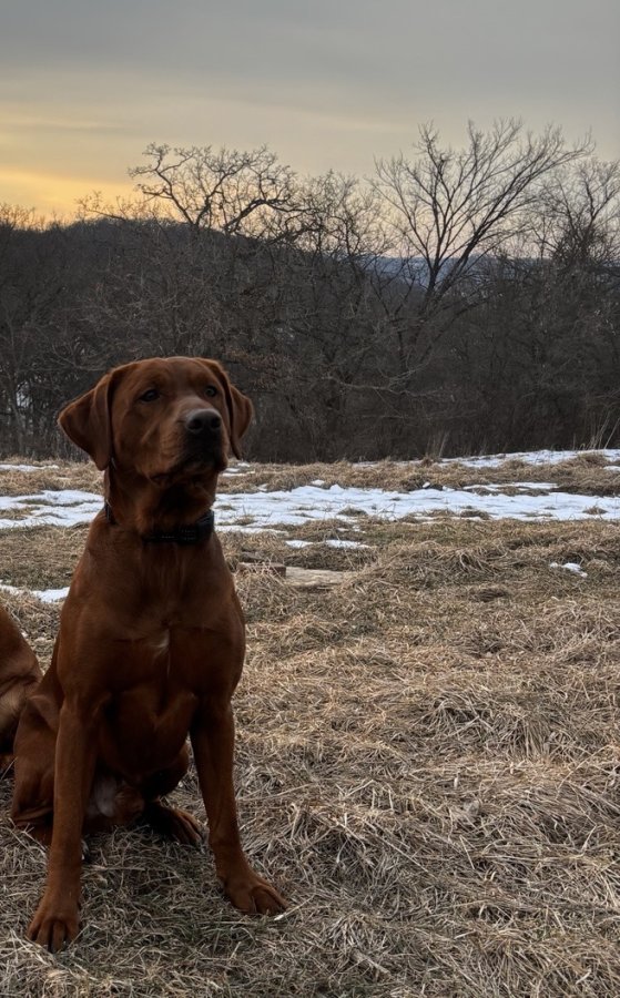 Dog Photo