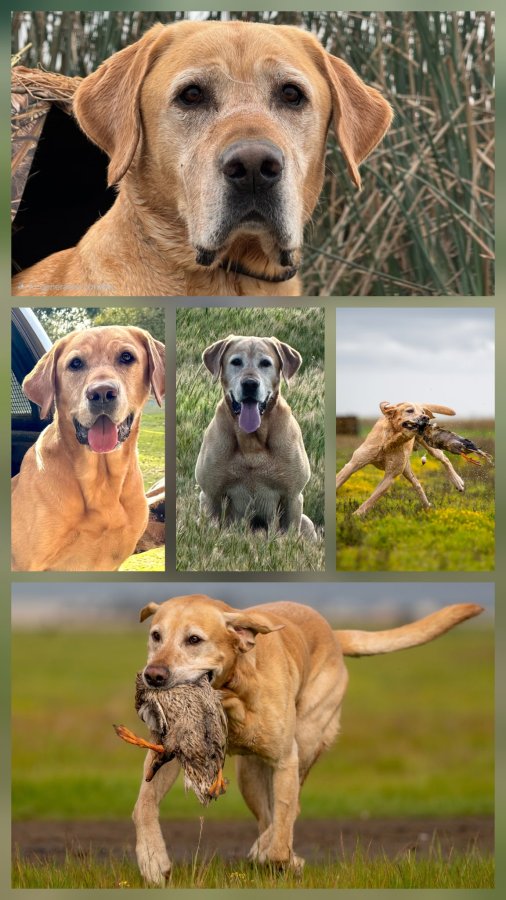 Dog Photo