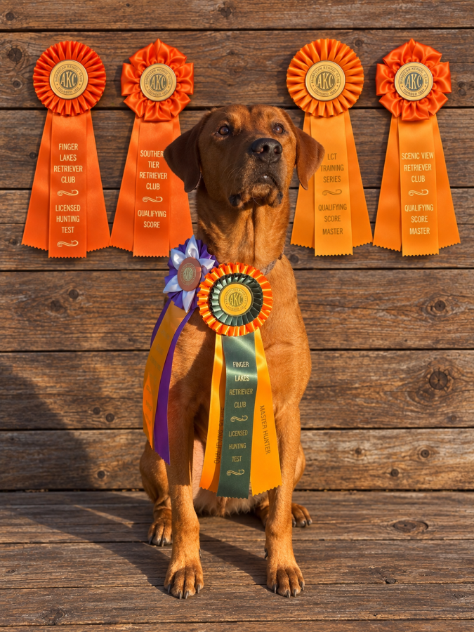 Dog Photo