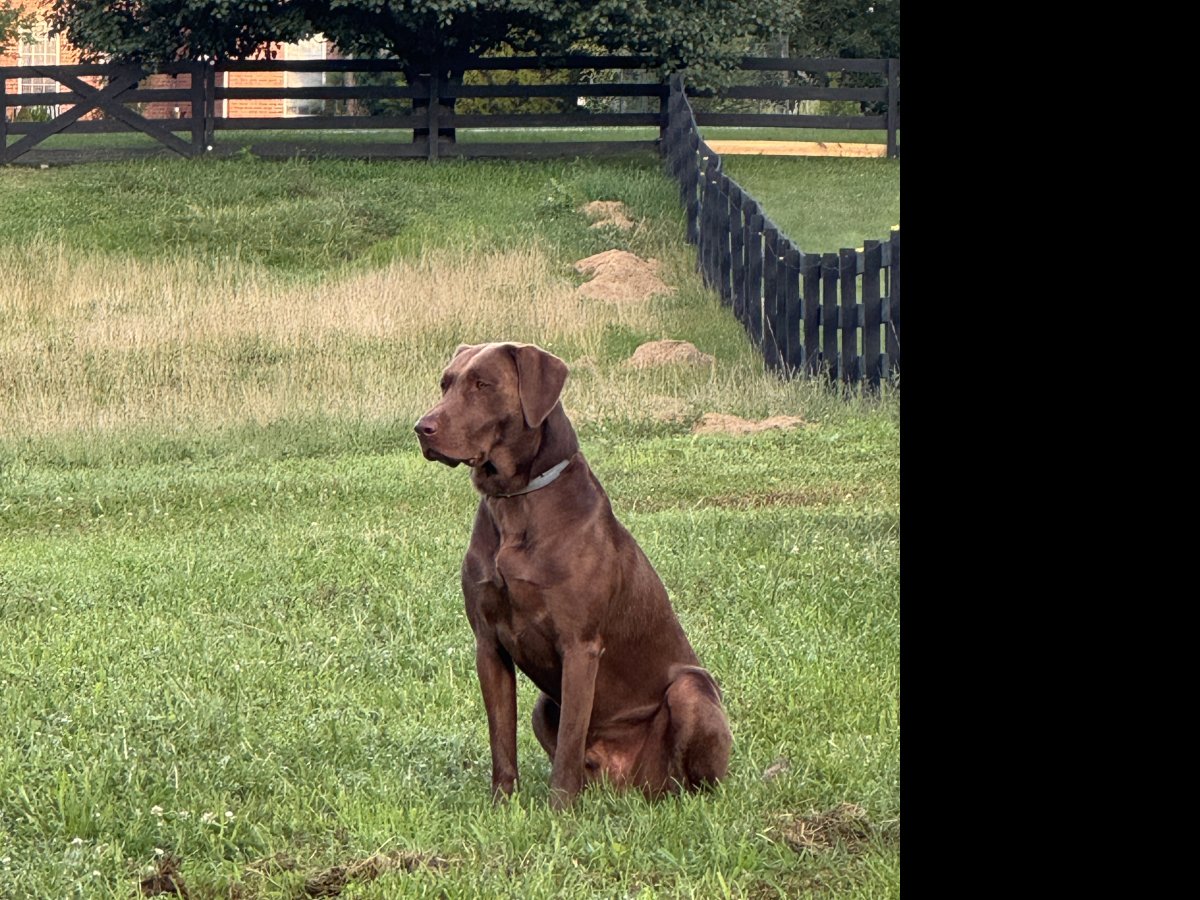 Dog Photo