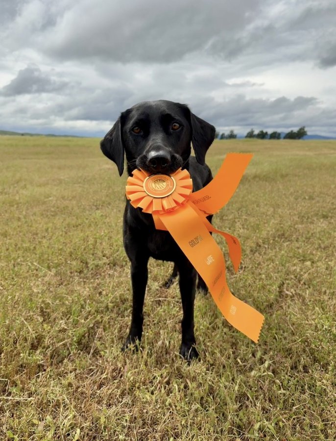 Dog Photo