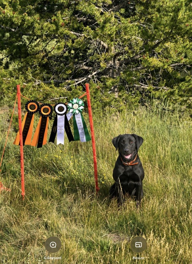 Dog Photo