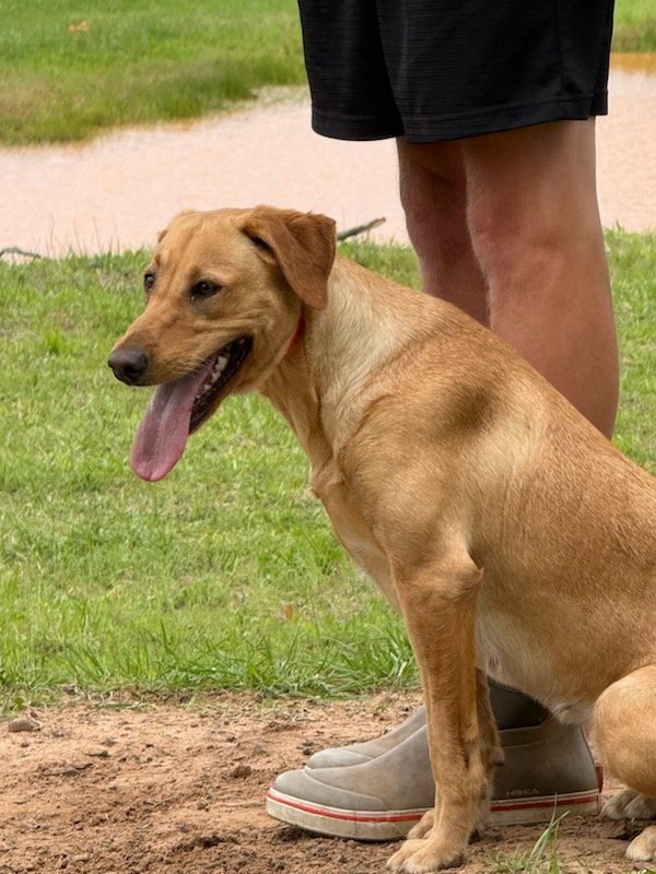 Dog Photo