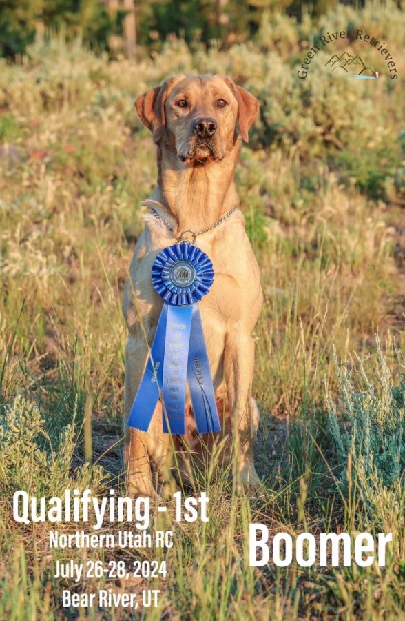 Sire Photo