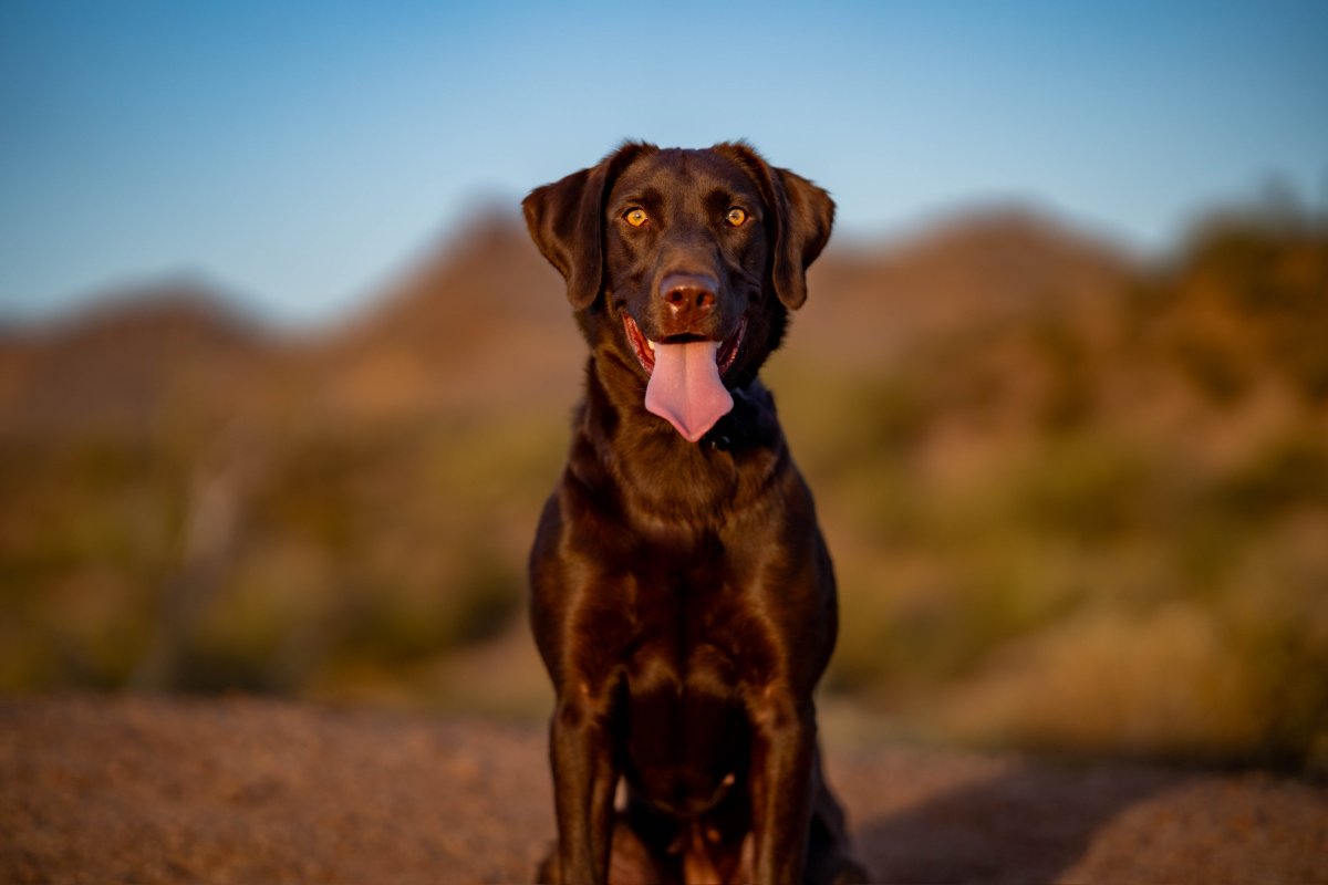 Dog Photo