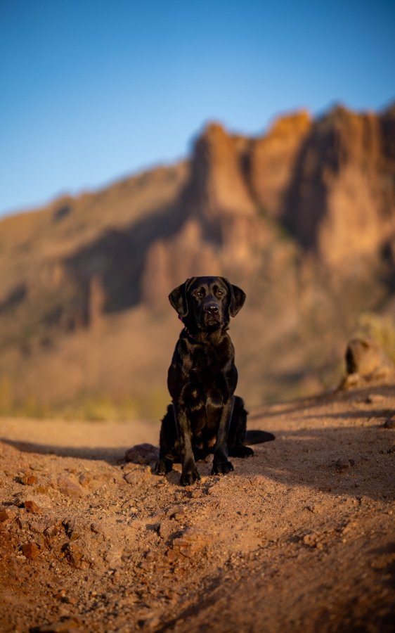 Dog Photo
