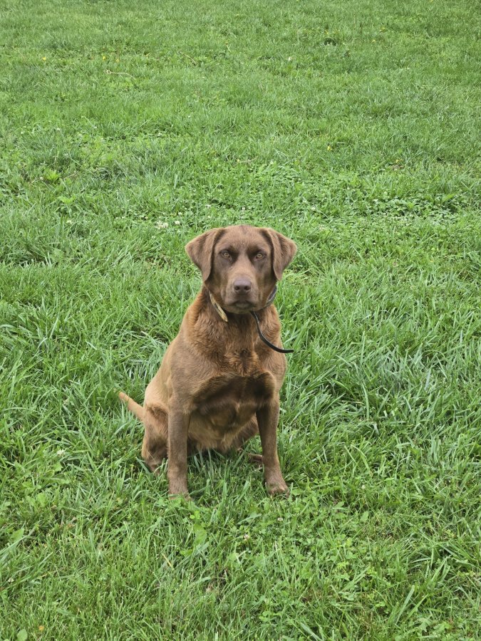 Dog Photo