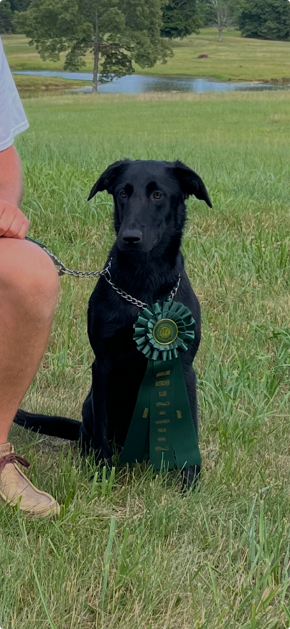 Dog Photo