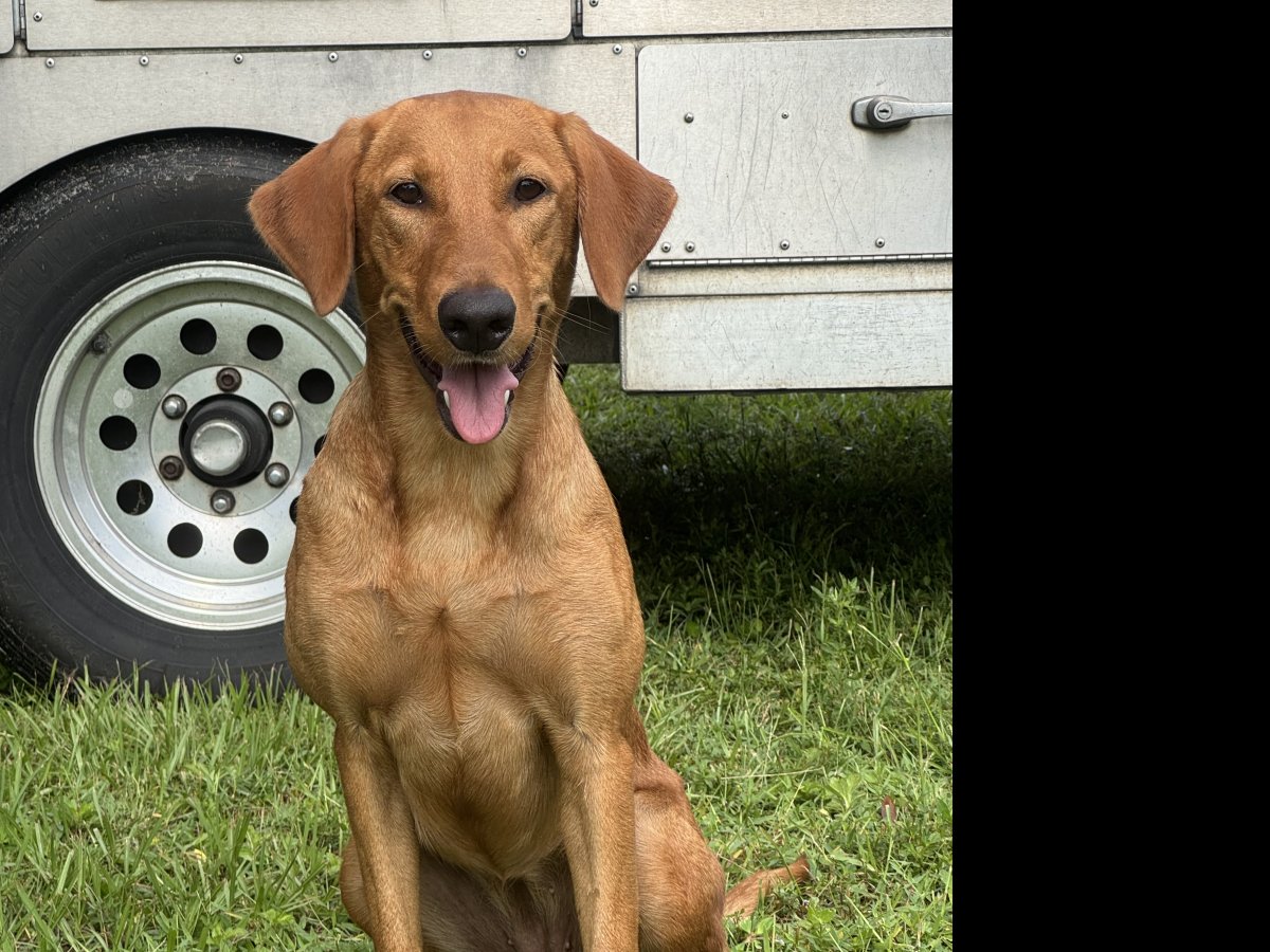 Dog Photo