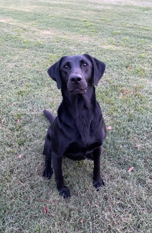 Dog Photo