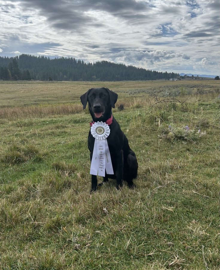 Dog Photo
