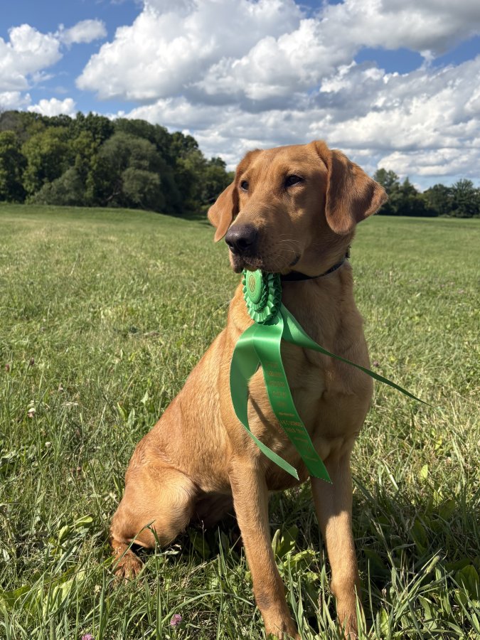 Dog Photo