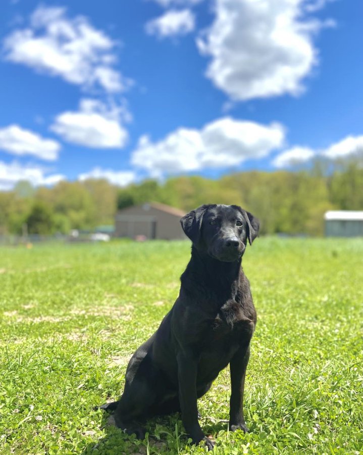 Dog Photo