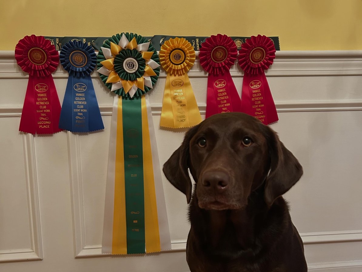 Dog Photo