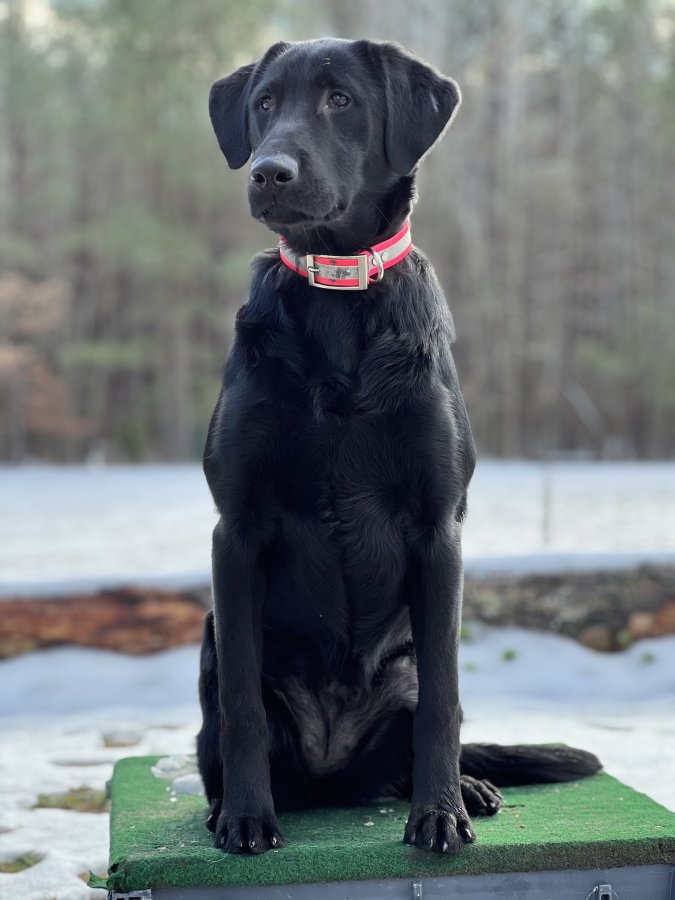 Dog Photo