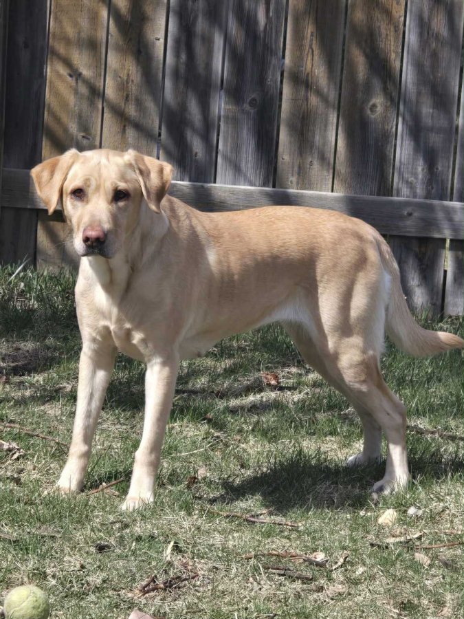 Dog Photo