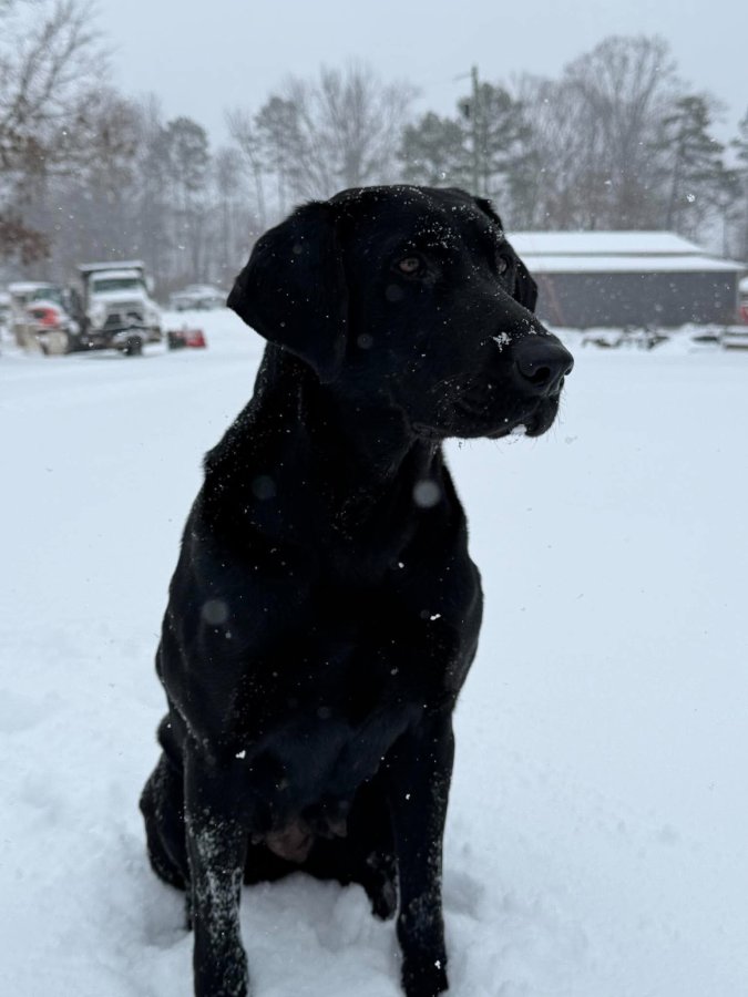 Dog Photo