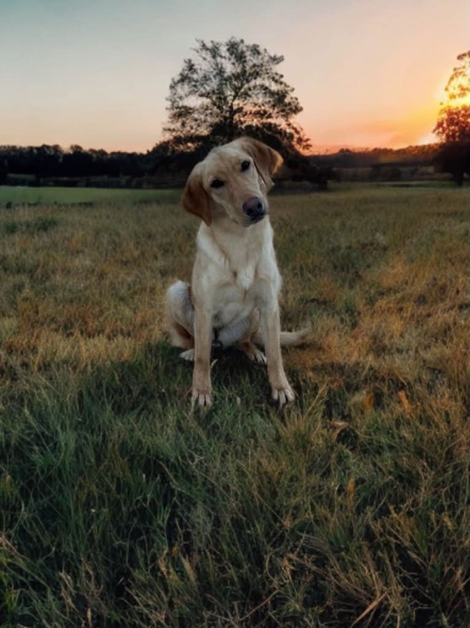 Dog Photo