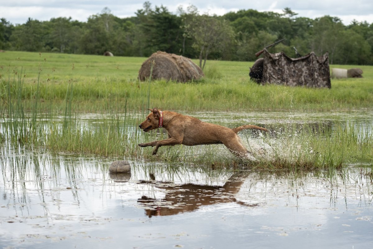 Dog Photo
