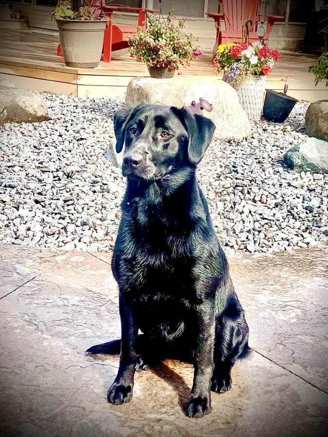 Dog Photo