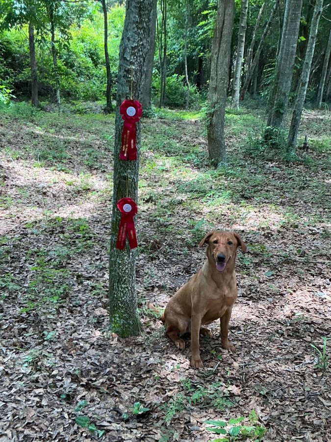 Dog Photo