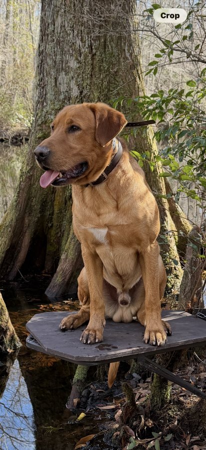 Dog Photo