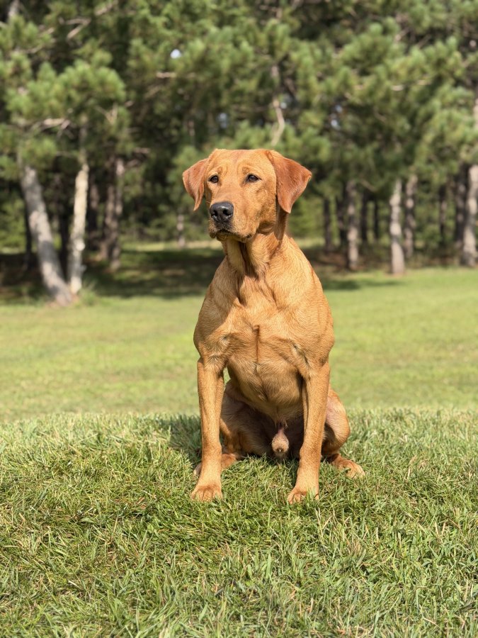 Dog Photo
