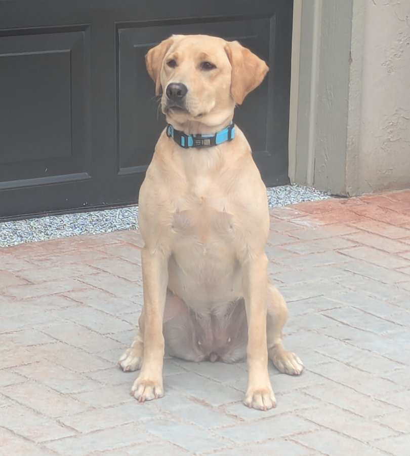 Dog Photo