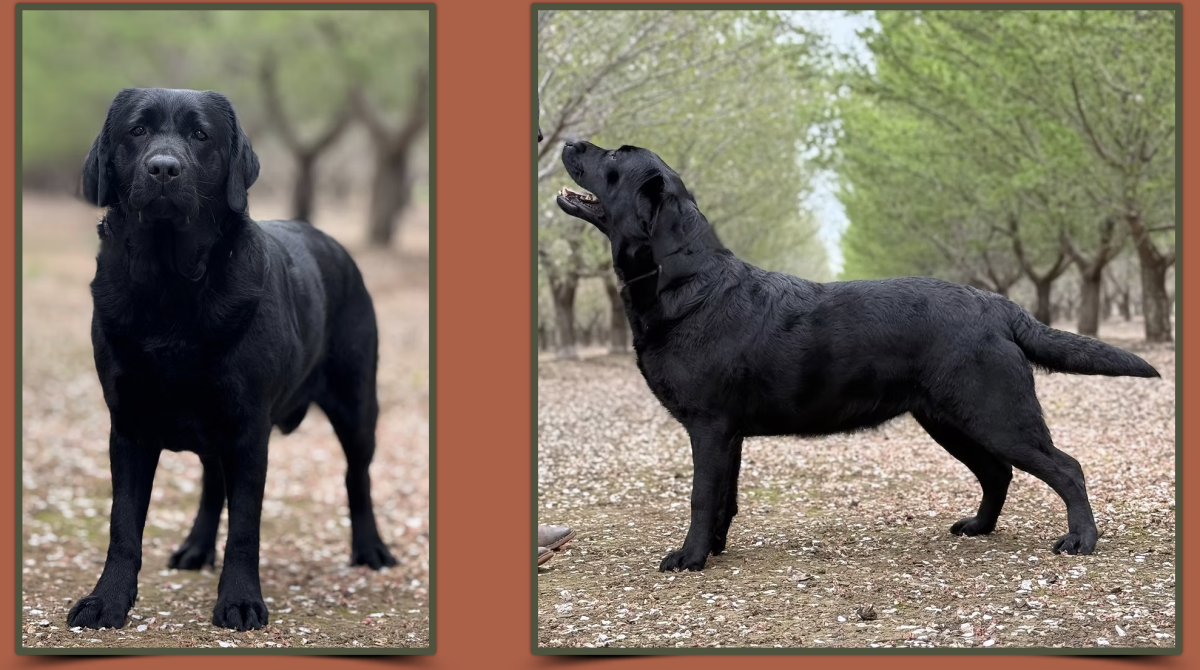 Dog Photo