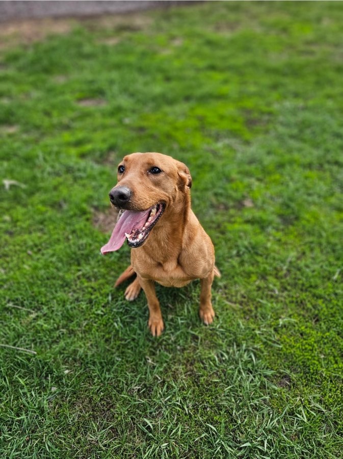 Dog Photo