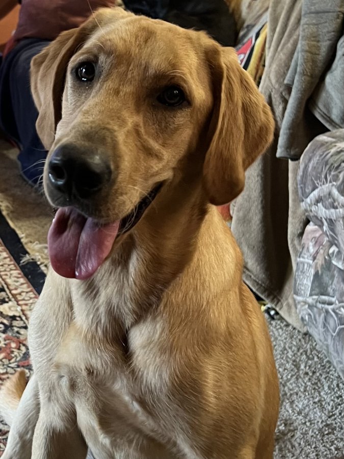 Dog Photo