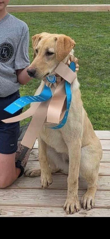Dog Photo