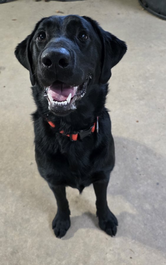 Dog Photo