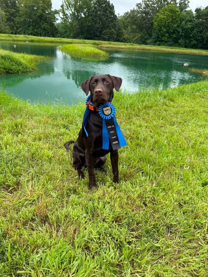Dog Photo