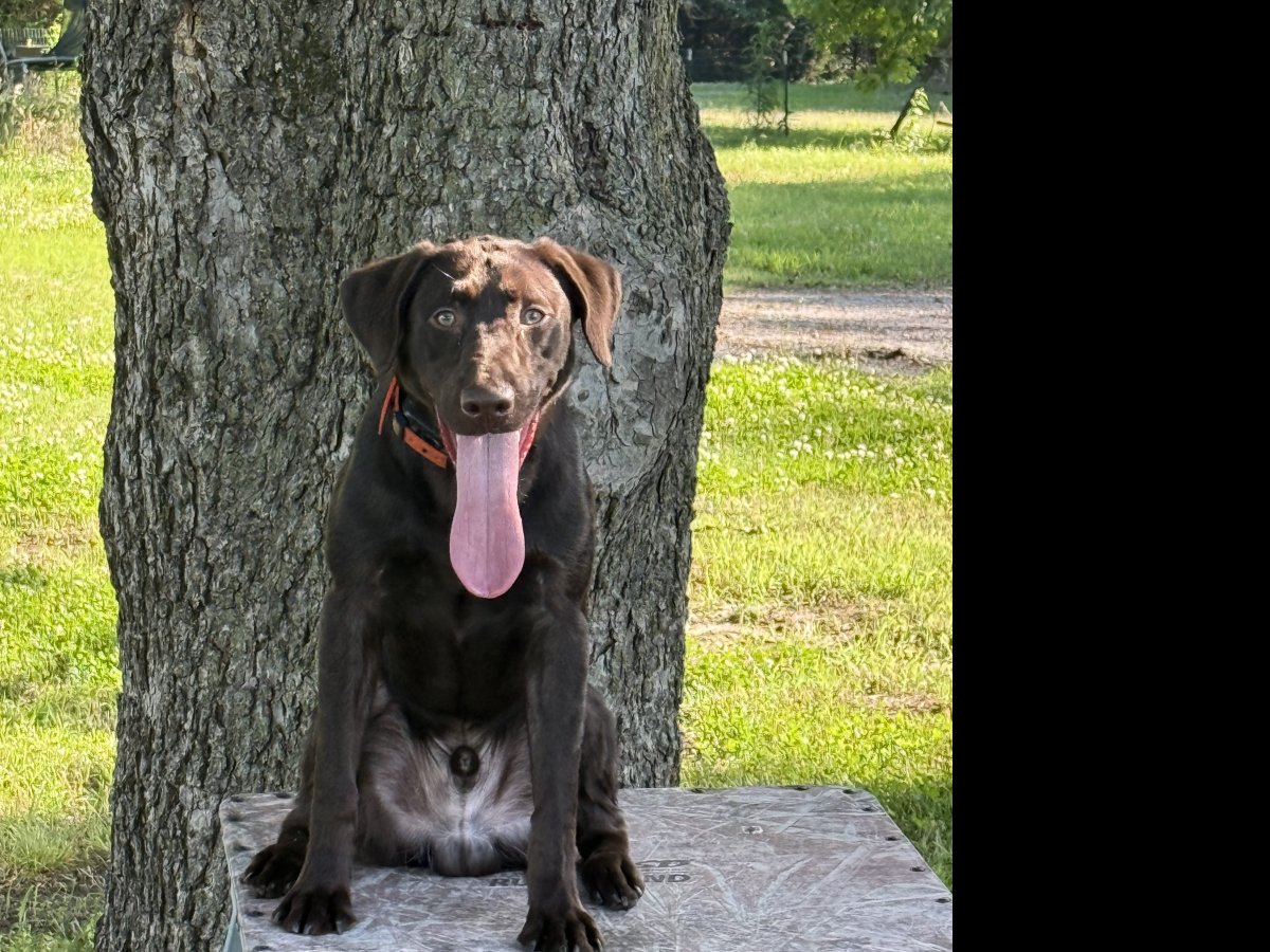 Dog Photo