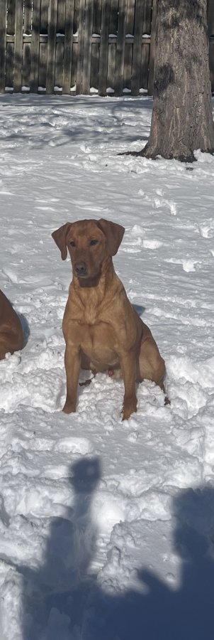 Dog Photo