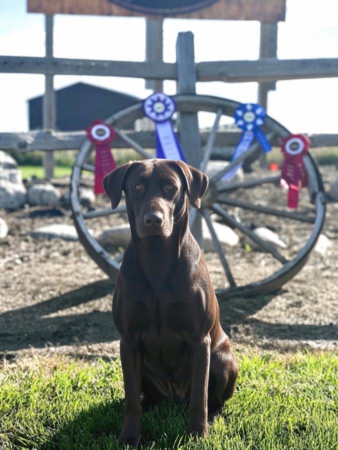 Dog Photo