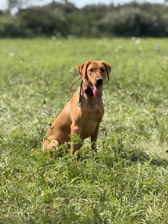 Dog Photo