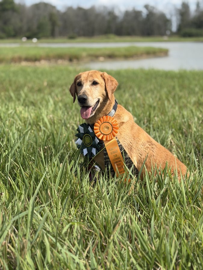 Dog Photo
