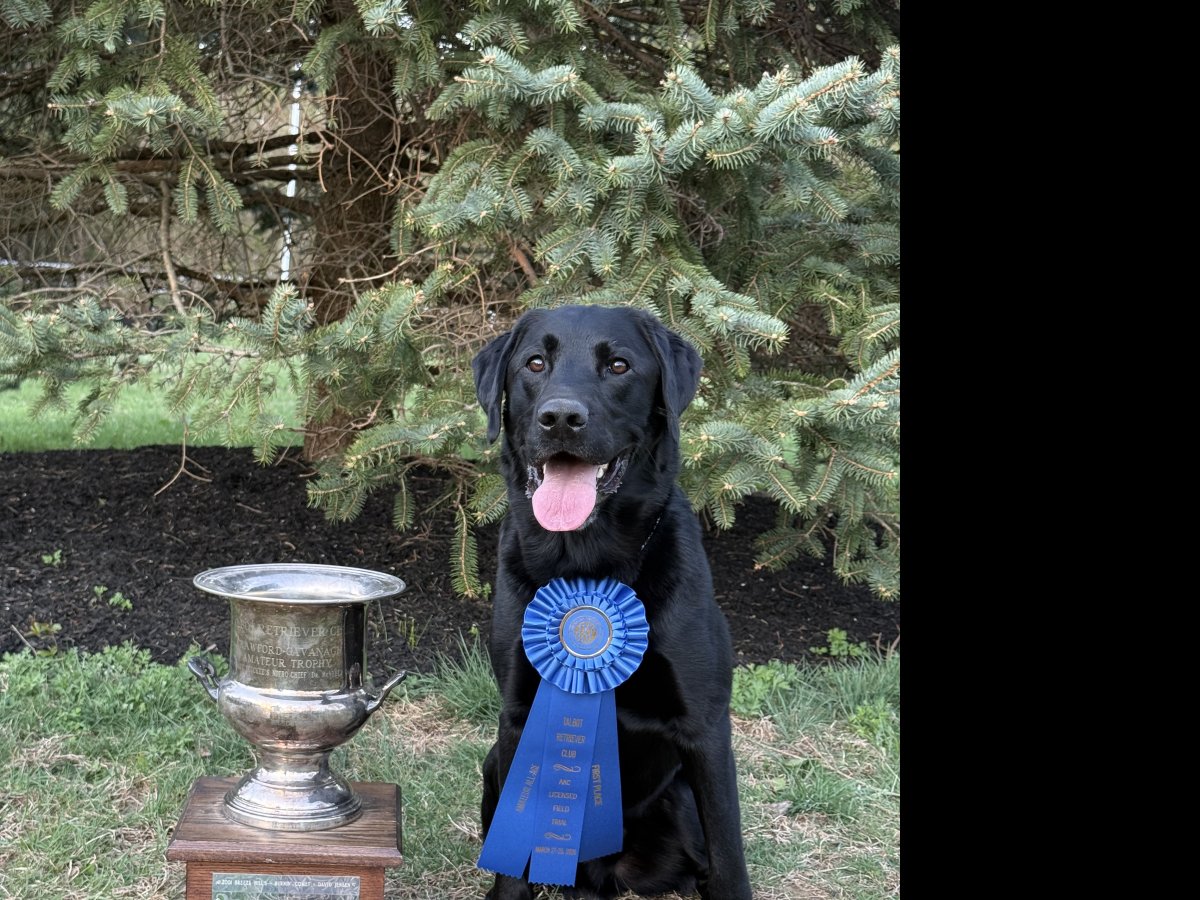 Dog Photo