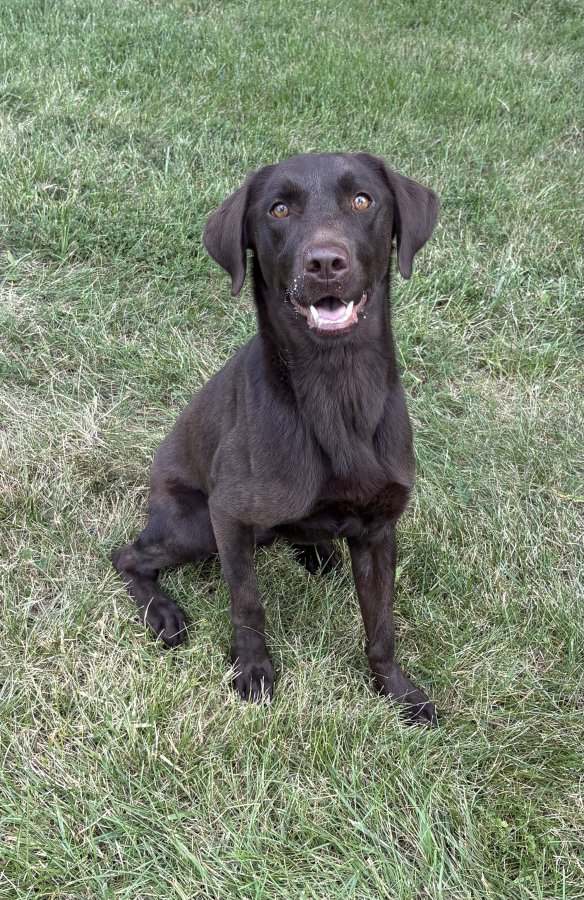 Dog Photo